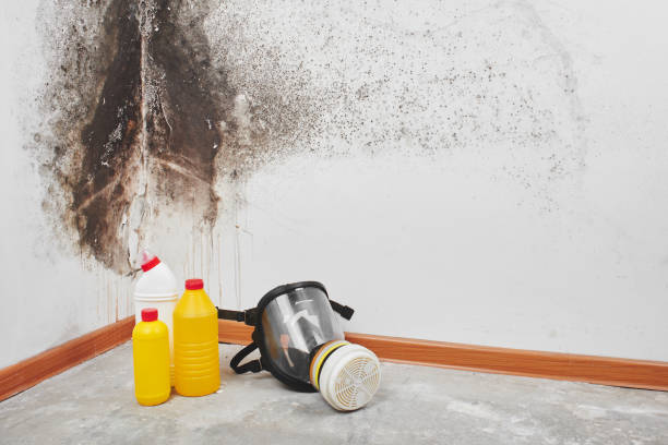 Mold Removal Process in Poth, TX