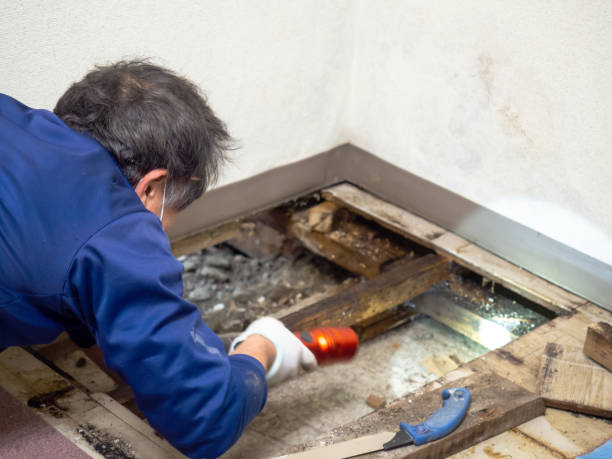 Best Crawl Space Mold Removal  in Poth, TX