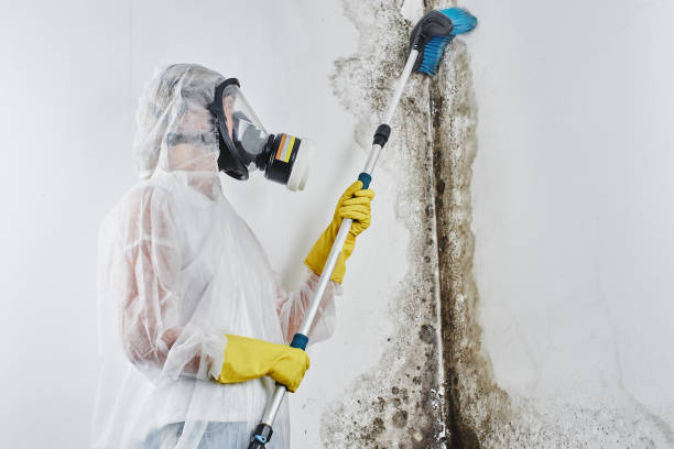 Best Best Mold Removal Companies  in Poth, TX