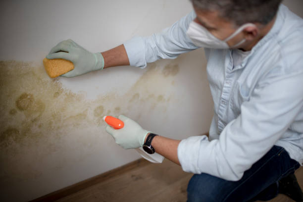 Best Affordable Mold Removal  in Poth, TX