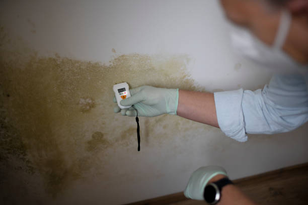 Best Mold Remediation  in Poth, TX