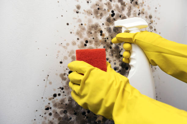 Best Mold Damage Repair  in Poth, TX