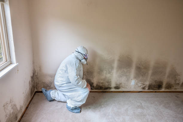 Best Mold Removal Process  in Poth, TX