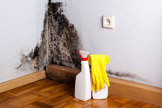 Best Mold Cleaning Services  in Poth, TX
