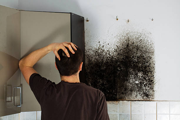 Best Emergency Mold Removal  in Poth, TX