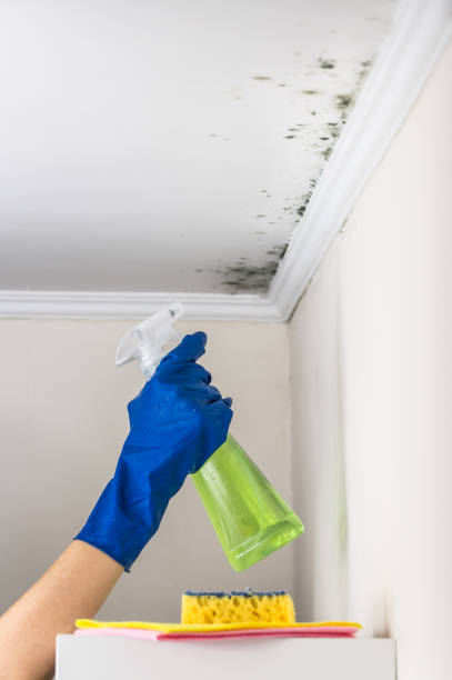 Best Mold Testing and Removal  in Poth, TX